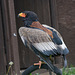 Cheshire falconry (7)