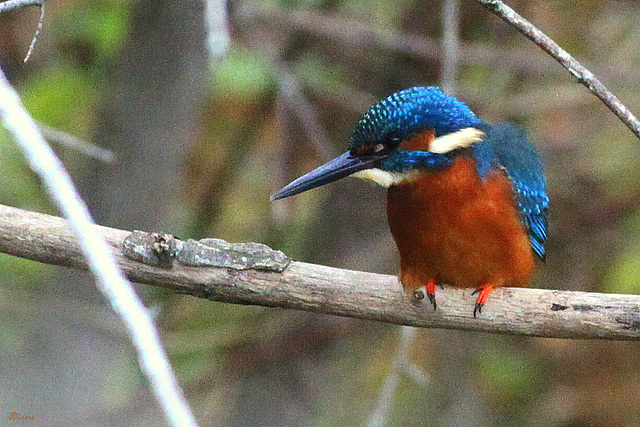 Martin... Le pêcheur