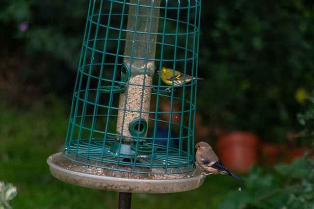 Siskin and Juvenile Bullfinch