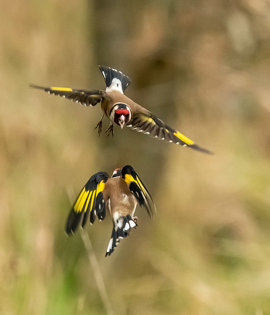 Goldfinch