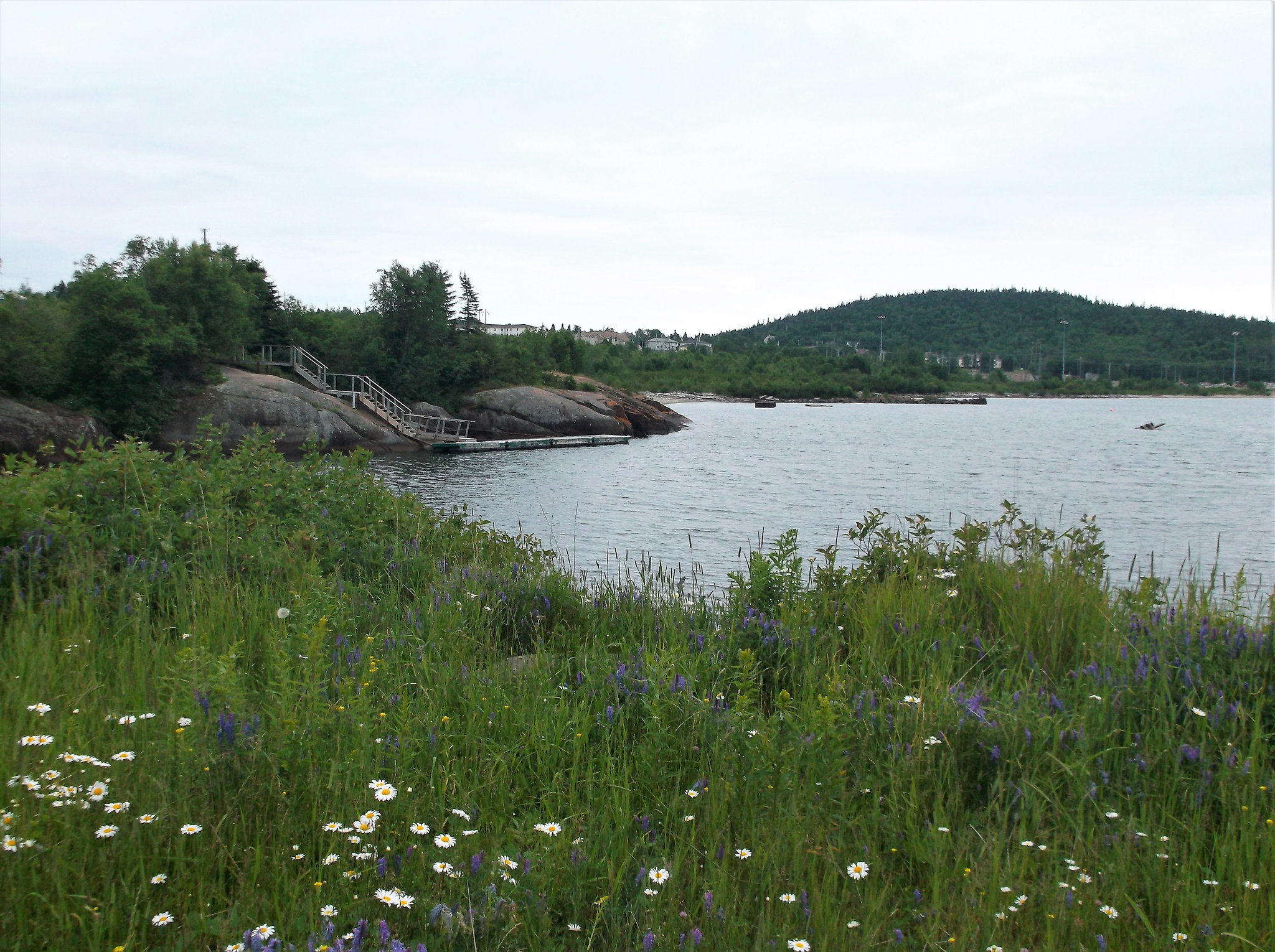 Fleurs sauvages / Wild flowers