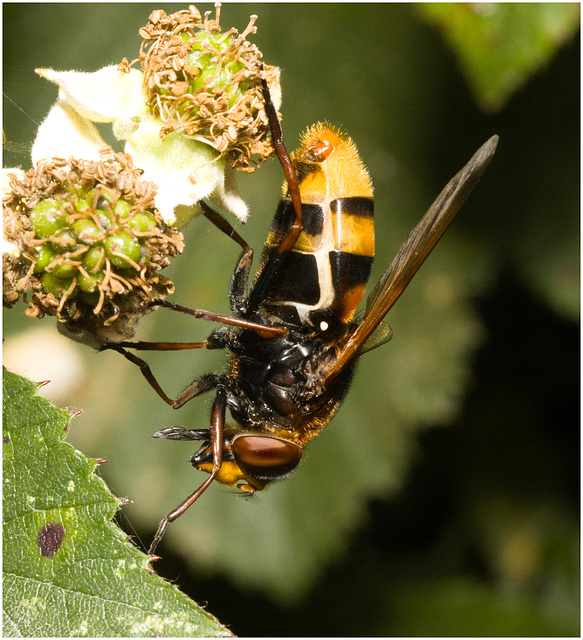 IMG 0194 Hoverfly