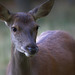 Faon de biche en très gros plan