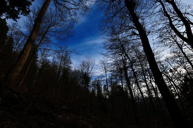 Der Himmel über den Bäumen