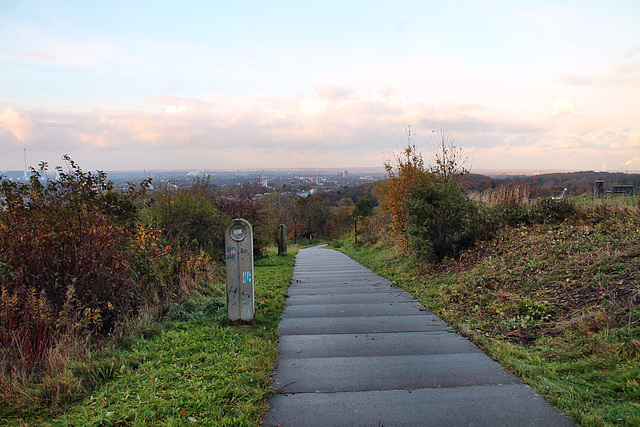 Weg auf dem Tippelsberg (Bochum-Riemke) / 11.11.2023