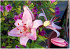 Asiatic Lilies pink - East Blatchington - June 2024