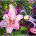 Asiatic Lilies pink - East Blatchington - June 2024