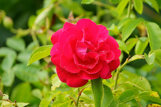 Letzte Blüte am Rosenbogen