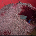 Fermenting must.