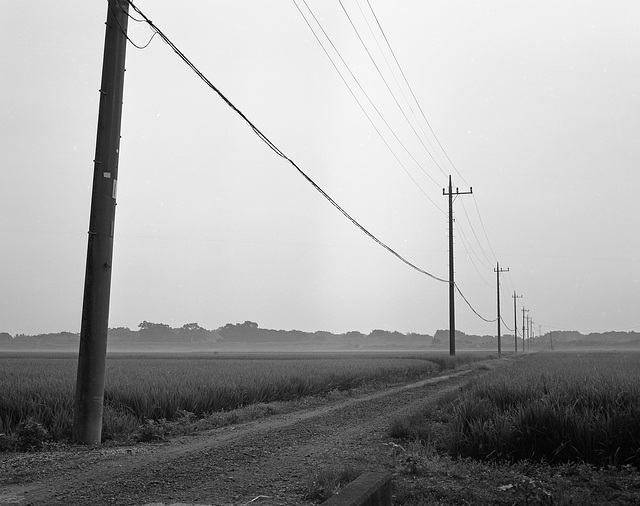 Telephone poles in the fields