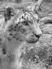 Snow Leopard at Marwell 1
