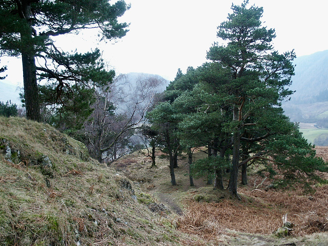 The path up to Wren Crag through mature pine and oak trees