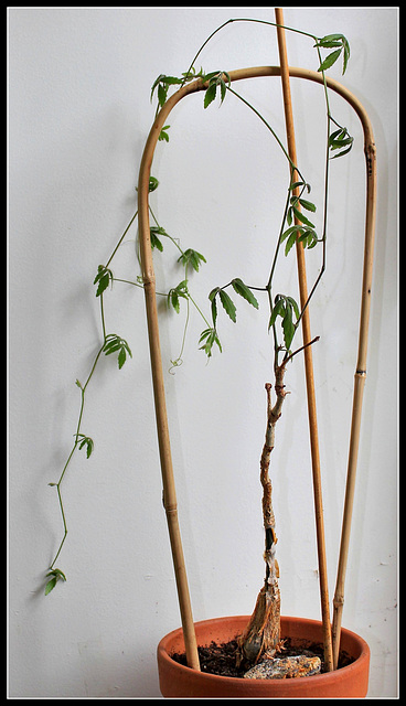 Cyphostemma laza  (3)