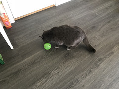 Fuzzy and his cat feeding ball