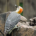 Day 6, Golden-fronted Woodpecker