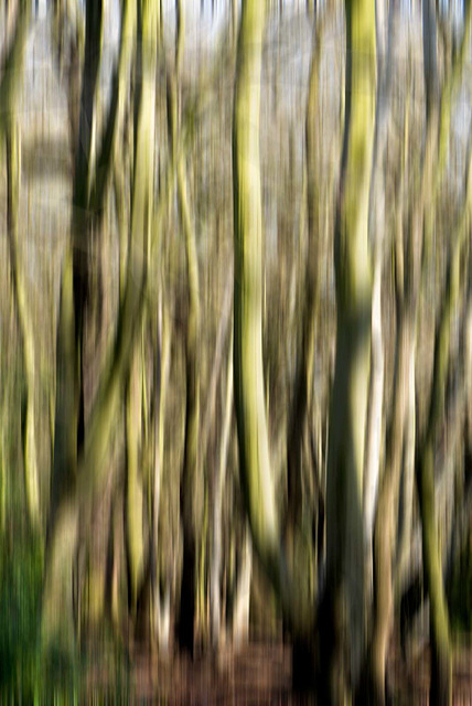 My attempt at an art style trees and movement photograph.