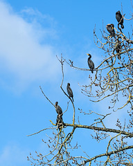 Sunbathing Cormorants