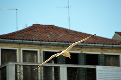 Überflug am Markusplatz