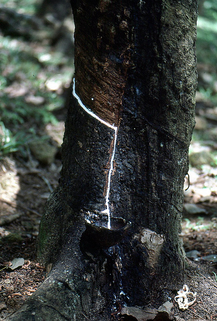 Gewinnung von Naturkautschuk auf Sri Lanka