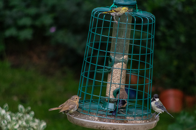 bird feeder visitors