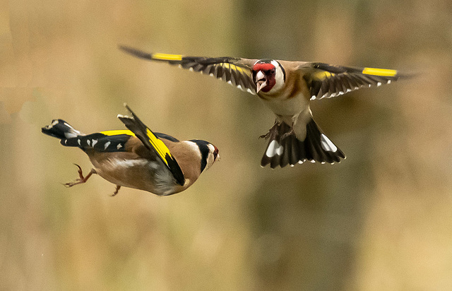 Goldfinch