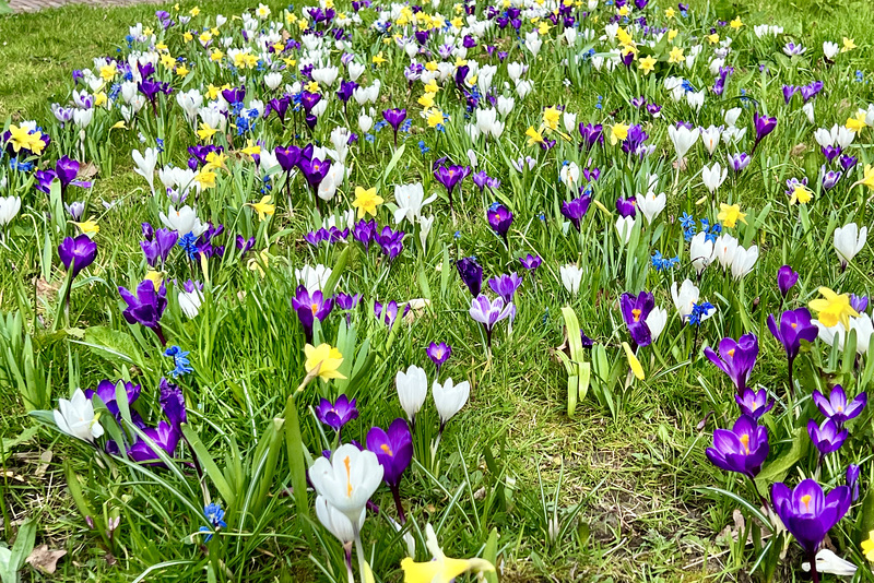 Daffodils and crocuses