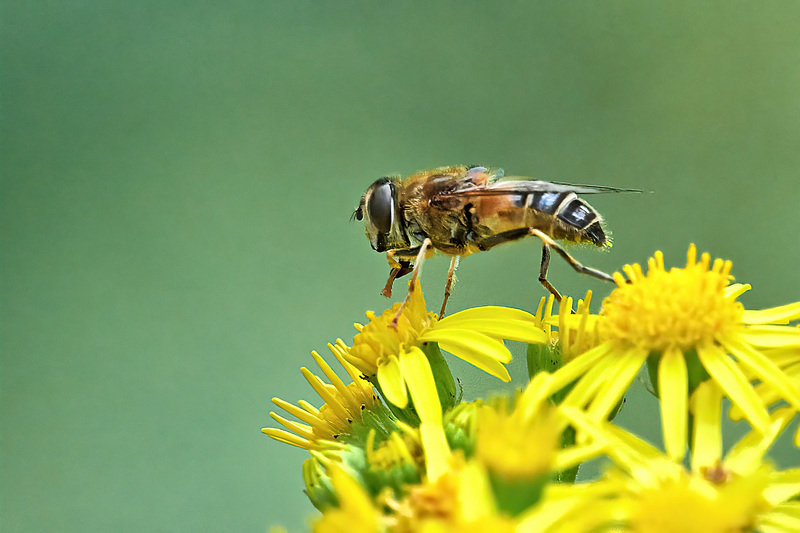 Eristalis pertinax - Female