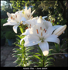 Asiatic Lilies white - East Blatchington - June 2024