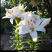 Asiatic Lilies white - East Blatchington - June 2024