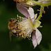 Biene in Brombeere