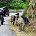 Faune de Corse - 2014