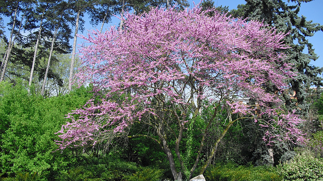 arbre de Noir