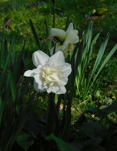 Narcisses entre ombre et lumière...