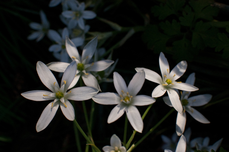 flowers in white