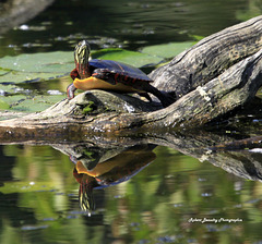 Tortue peinte avec reflet