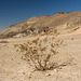 Artists Palette with Bush
