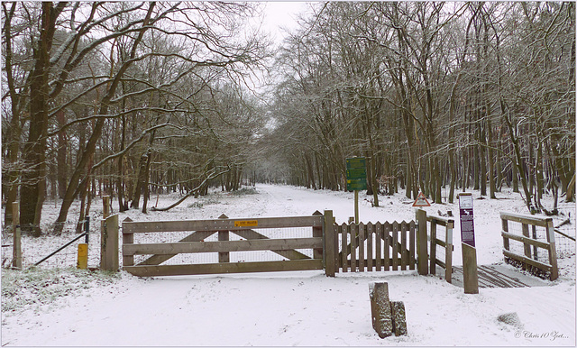 Winter behind the Fence...