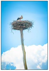 Storch im Nest