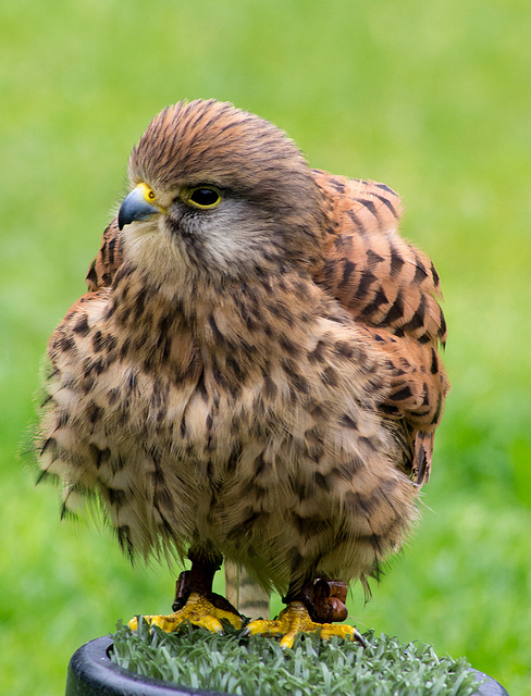 Cheshire falconry (9)