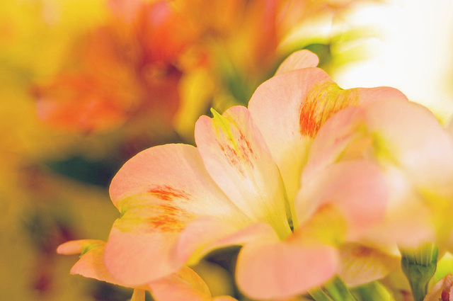 Floral (2) Floral (2)