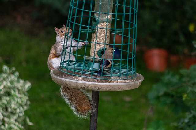 Juvenile Bullfinch and 'monster' Grey Squirrel