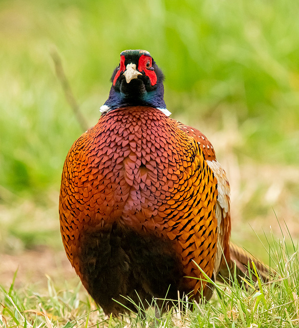 Pheasant