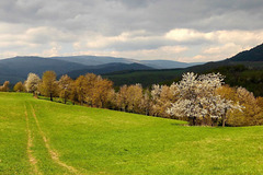 Spring landscape 2
