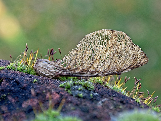 Sycamore Seed