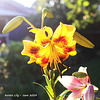 Asiatic Lily yellow and orange - East Blatchington - June 2024