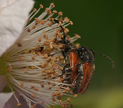 Käfer in Brombeere