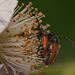 Käfer in Brombeere