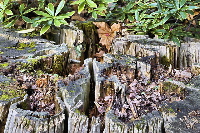 On the Stump – San Francisco Botanical Garden, Golden Gate Park, San Francisco, California