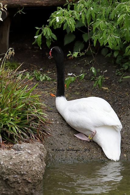 Schwarzhalsschwan (Zoo Zürich)