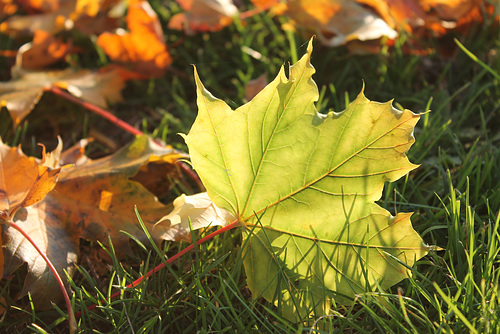une feuille morte dans la lumière